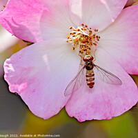 Buy canvas prints of Insect on a Dog Rose by Philip Gough