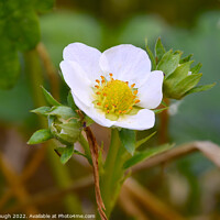 Buy canvas prints of Strawberry Flower by Philip Gough
