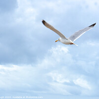 Buy canvas prints of Sea Gull flying by Philip Gough