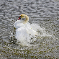 Buy canvas prints of Swan flapping its wings on a lake by Philip Gough