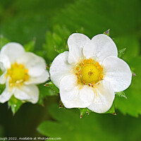 Buy canvas prints of Strawberry flower in bloom by Philip Gough