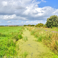 Buy canvas prints of The Somerset Levels Rhynes by Philip Gough