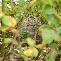 Buy canvas prints of A Wasps nest hiding in the bush by Philip Gough