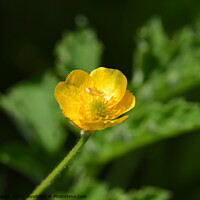 Buy canvas prints of Buttercup Bloom by Philip Gough