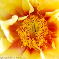Buy canvas prints of Yellow Peony by Philip Gough