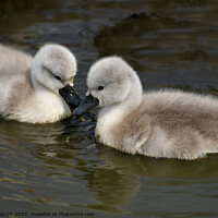 Buy canvas prints of CUTE CYGNETS IN SOMERSET by Philip Gough