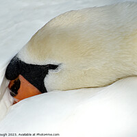 Buy canvas prints of A Swan at rest by Philip Gough