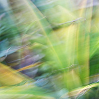 Buy canvas prints of Grass Shades by Philip Gough