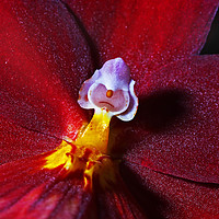 Buy canvas prints of Centre Orchid by Philip Gough