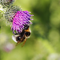Buy canvas prints of Bee Attraction by Philip Gough