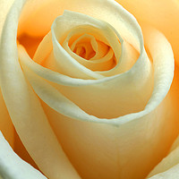 Buy canvas prints of Yellow Rose by Philip Gough