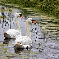 Buy canvas prints of Swans on The Levels by Philip Gough