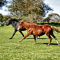 Buy canvas prints of Wild runners by Philip Gough