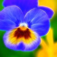 Buy canvas prints of Pansy Bloom by Philip Gough
