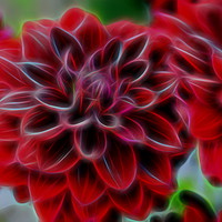 Buy canvas prints of Blazing Red Dahlia by Philip Gough