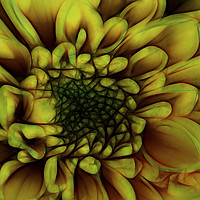 Buy canvas prints of Dahlia In Yellow by Philip Gough