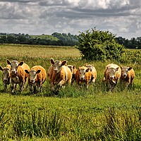 Buy canvas prints of Charge on The Somerset Levels by Philip Gough