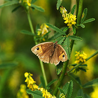 Buy canvas prints of Meadow Brown Butterfly by Philip Gough