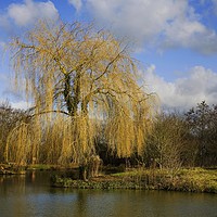 Buy canvas prints of Weeping Beauty by Philip Gough