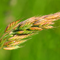 Buy canvas prints of Barley in the field by Philip Gough