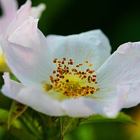 Buy canvas prints of Blackberry Blossom by Philip Gough