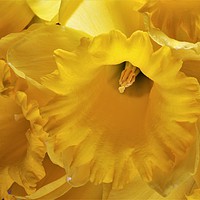 Buy canvas prints of Daffodils by Philip Gough