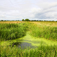 Buy canvas prints of Rhyne On The Levels by Philip Gough