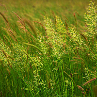 Buy canvas prints of Grasses on the Somerset Levels by Philip Gough