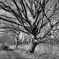 Buy canvas prints of Winter Trees by Philip Gough