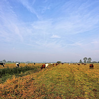 Buy canvas prints of Cattle On The Somerset Levels by Philip Gough