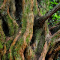 Buy canvas prints of Big Old Tree by Philip Gough