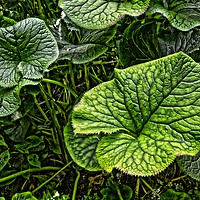 Buy canvas prints of Large Leaves by Philip Gough