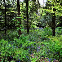Buy canvas prints of Bluebells in the wood. by Philip Gough