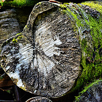 Buy canvas prints of Old Logs by Philip Gough