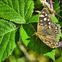 Buy canvas prints of Resting by Philip Gough