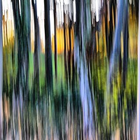 Buy canvas prints of Forest Hue's by Philip Gough