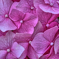 Buy canvas prints of Hydrangears in Violet by Philip Gough