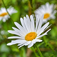 Buy canvas prints of Margareter Daisy by Philip Gough