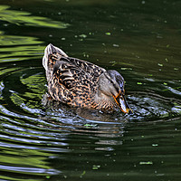 Buy canvas prints of Ducking Duck by Philip Gough