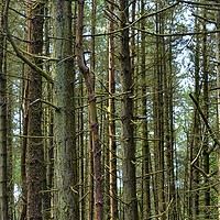Buy canvas prints of Forest Tree's by Philip Gough