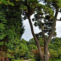 Buy canvas prints of Tall Trees by Philip Gough