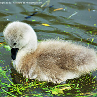 Buy canvas prints of A Cygnet looking inquisitive into the water by Philip Gough