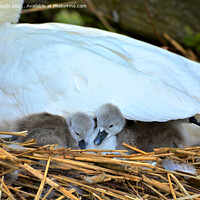 Buy canvas prints of Cygnets under wing by Philip Gough