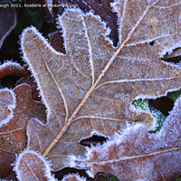 Buy canvas prints of Frosty leaves by Philip Gough