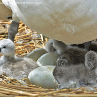 Buy canvas prints of New Born Cygnets by Philip Gough