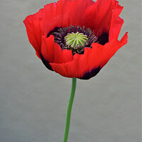 Buy canvas prints of Red Poppy (Papaveroideae) by Philip Gough
