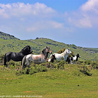 Buy canvas prints of Wild Dartmoor Ponies in the landscape by Philip Gough