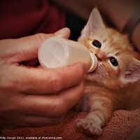 Buy canvas prints of A person feeding a kitten by Philip Gough