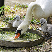 Buy canvas prints of Two small Cygnets watch mum eating from a tray. by Philip Gough