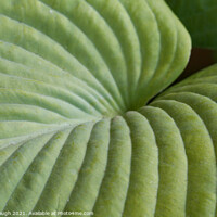 Buy canvas prints of Plant leaf design by Philip Gough